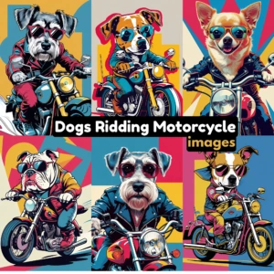 dogs ridding images 3